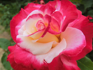 bsCIMG0838