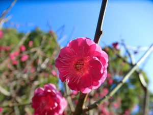 bsCIMG7934