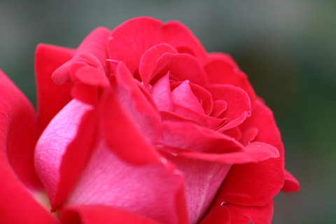 ロナルド　レーガン　ローズ