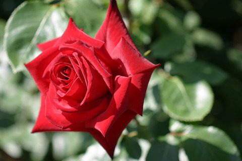 ねつじょう　熱情２