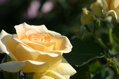 ハニー　ブーケ９