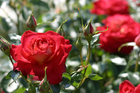 きぼう　希望２