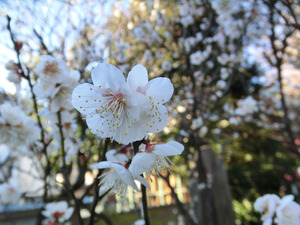 bsCIMG7982