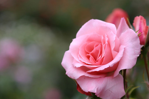 プリンセス　アイコ2