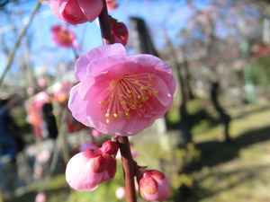 bsCIMG7899