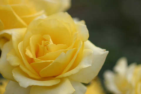 ファルツァー　ゴールド2