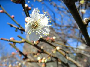 bsCIMG7912