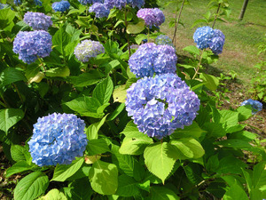 gsCIMG2074
