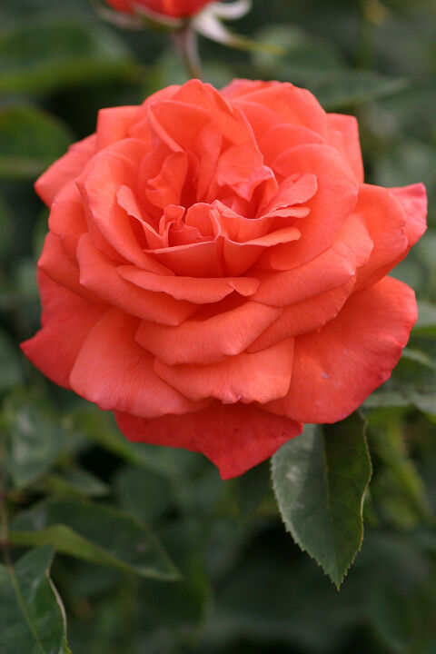 スーパー　スター２