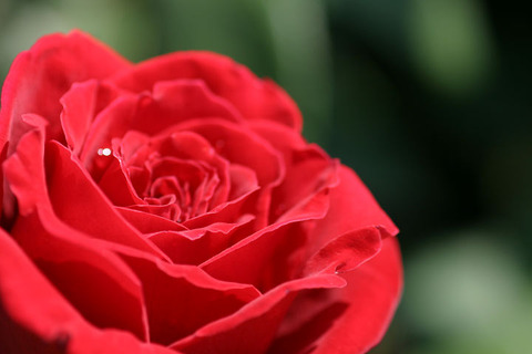 ルージュ　メイアン