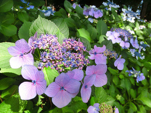 bsCIMG2453
