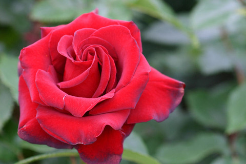 シュワルツ　マドンナ