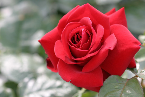 コンラッド　ヘンケル２