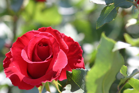 かんぱい　乾杯