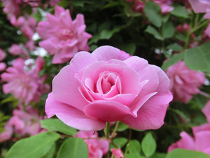 bsCIMG0774
