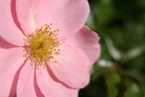 クイーン　マザー