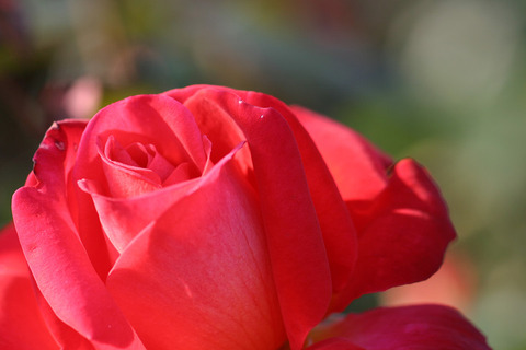 こうさい　光彩