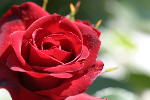 ニコロパガニーニ