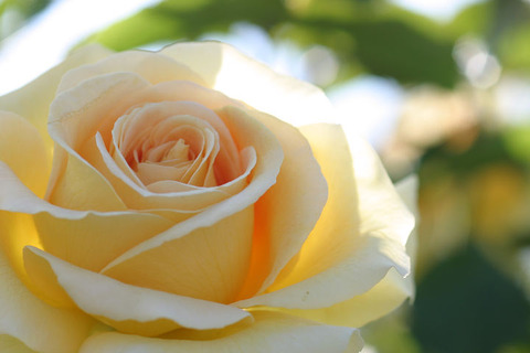 ハニー　ブーケ８