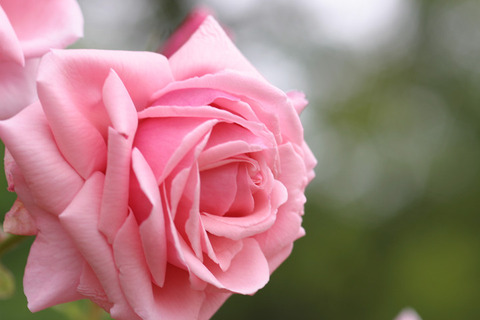 コルデス　パーフェクタ２