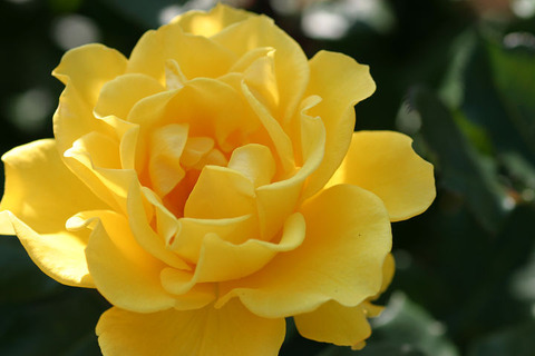 ヘンリー　フォンダ