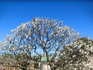 bsCIMG7988