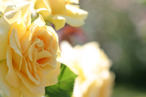 ハニー　ブーケ６