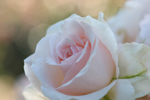 ヨハン　シュトラウス２