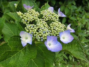 gsCIMG2077