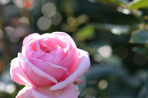 ティノロッシ２