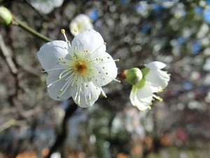 bsCIMG7924