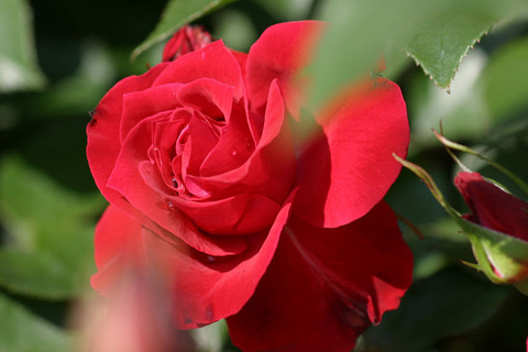 レッド　シンプリシティ２