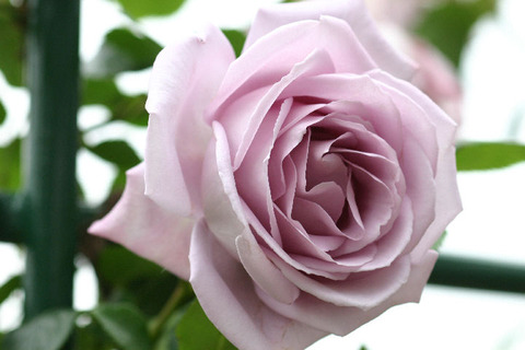 ブルー　ムーン２