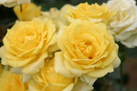 ファルツァー　ゴールド3