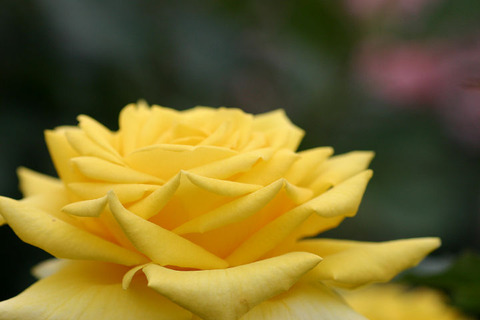 シャイニング　アワー