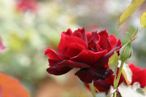 パパ　メイアン