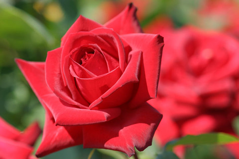 ねつじょう　熱情４