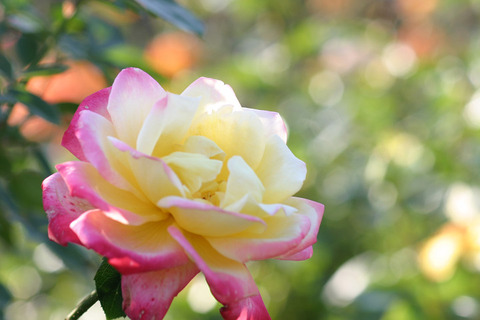 リオ　サンバ２