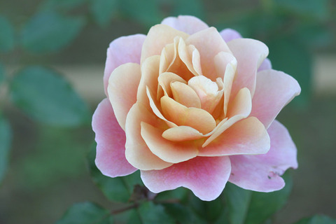 ディスタント　ドラムス