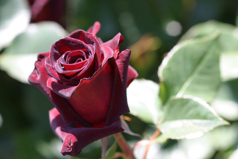 ブラック　バッカラ