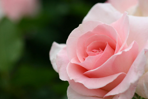 ブライダル　ピンク