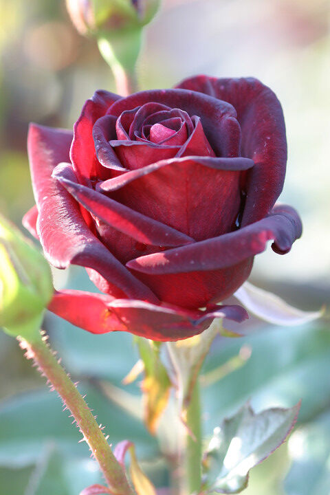 ブラック　バッカラ2