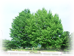 DSCF7371.jpg