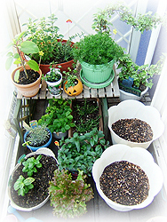 DSCF6858.jpg