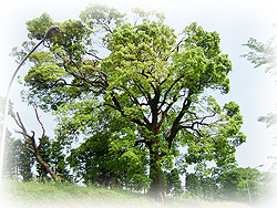 DSCF7368.jpg