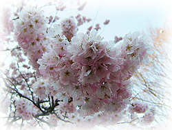 DSCF6501.jpg