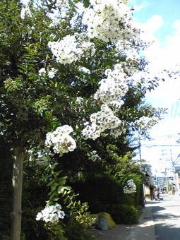 2-23さるすべり２