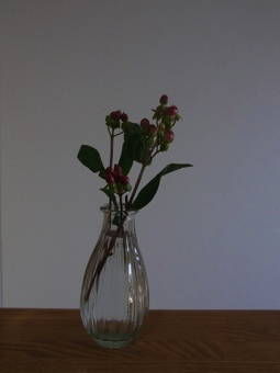 2-21花・ヒペリカム１