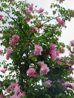 20スパニッシュローズ