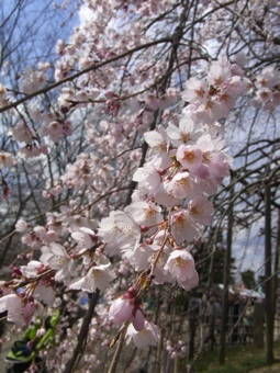 4-7宇治川さくら２